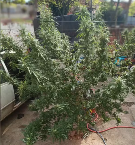 Motoboy entrega denÃºncia anÃ´nima e PolÃ­cia prende homem com pÃ© de maconha e muniÃ§Ãµes em Presidente Prudente