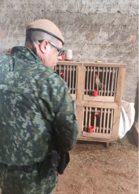 Homens sÃ£o multados em R$ 27 mil por rinha de galos em Mirante do Paranapanema