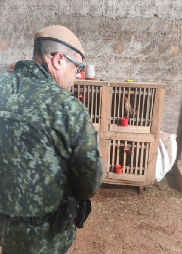 Homens são multados em R$ 27 mil por rinha de galos em Mirante do Paranapanema