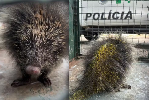 Ouriço-cacheiro é resgatado com patas queimadas durante incêndio em mata de Presidente Prudente