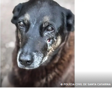 Caso Orelha: o que se sabe atÃ© agora sobre a morte do cÃ£o em SC