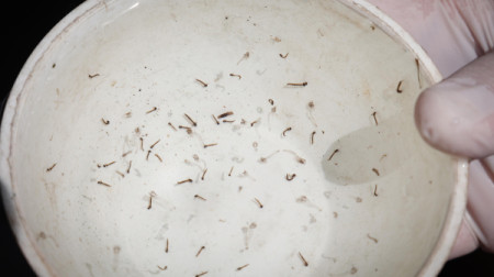 AvaliaÃ§Ã£o de Densidade LarvÃ¡ria aponta risco elevado de infestaÃ§Ã£o do Aedes aegypti em Adamantina