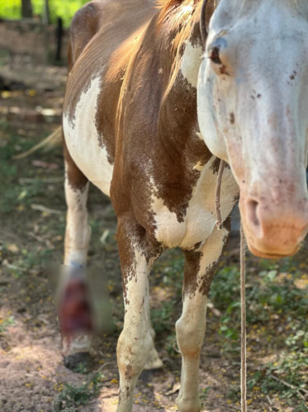 Homem é multado em R$ 3 mil e responderá criminalmente por maus-tratos a cavalo em Martinópolis