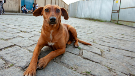 Governo estadual sanciona lei que reconhece Vira-Lata Caramelo como expressÃ£o cultural em SP