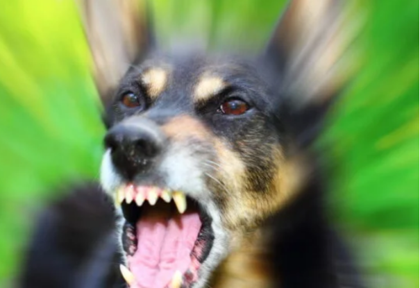 Corpo de Bombeiros de Osvaldo Cruz atende ocorrência com cachorro agressivo