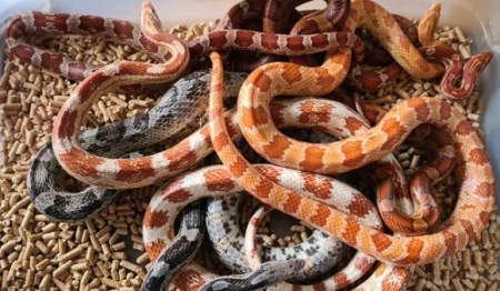 PolÃ­cia encontra 41 serpentes exÃ³ticas e mais de 260 ovos de cobra em casa no interior de SP; dono Ã© multado em R$ 20 mil