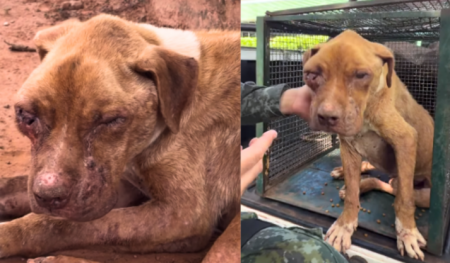 Em imÃ³vel de Ãlvares Machado, PolÃ­cia Ambiental resgata cÃ£o em situaÃ§Ã£o de maus-tratos