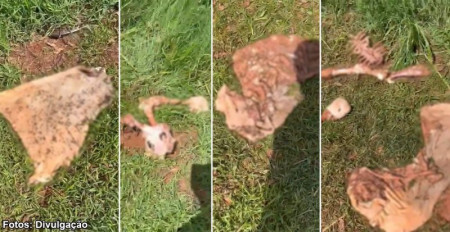 Furtos de gado em Bastos preocupam pecuaristas no fim de ano e inÃ­cio de 2026