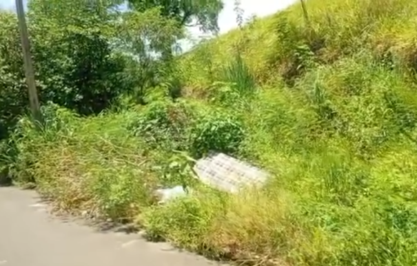 Você Repórter: Moradora reclama de mato alto em frente à residência na Vila Esperança, em Osvaldo Cruz