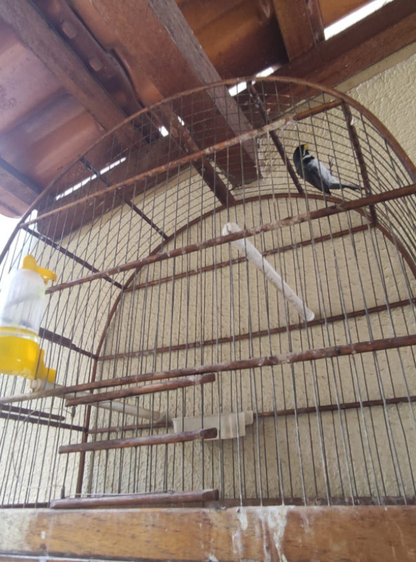 Homem é multado em R$ 2,7 mil por manter ave em cativeiro e introduzir espécie híbrida em Álvares Machado