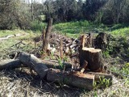 PM Ambiental multa homem em R$21,6 mil pelo corte de 72 árvores nativas em Junqueirópolis