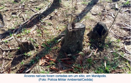 Mulher leva multa de R$ 3 mil por corte irregular de 10 árvores nativas em sítio