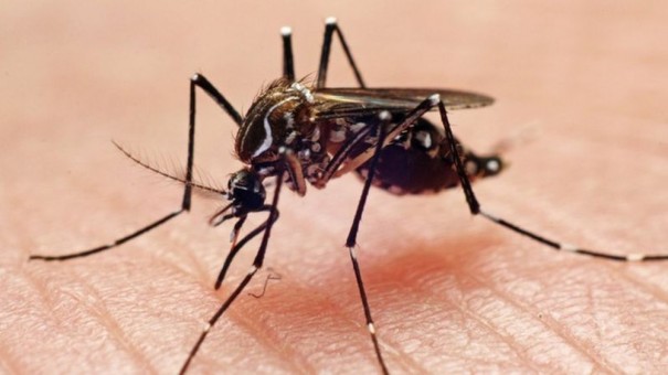 Osvaldo Cruz registra 224 casos positivos de dengue em 2024