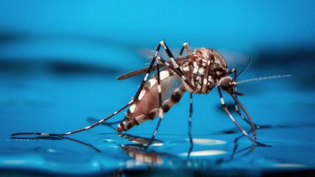Sobe para 147 o nÃºmero de casos positivos de dengue neste ano em Osvaldo Cruz