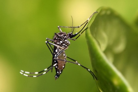 Carro do 'fumacê' contra a dengue começa o trabalho hoje em Osvaldo Cruz 