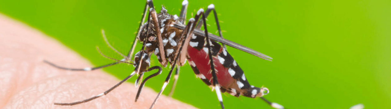 Sagres intensifica trabalho de combate ao mosquito da dengue 