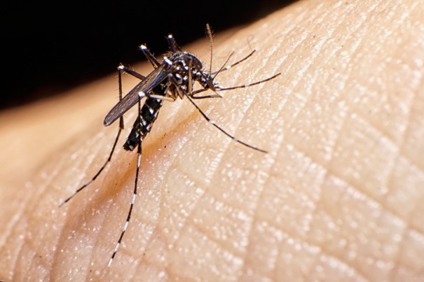 Casos de dengue e chikungunya aumentam em bastos e iacri