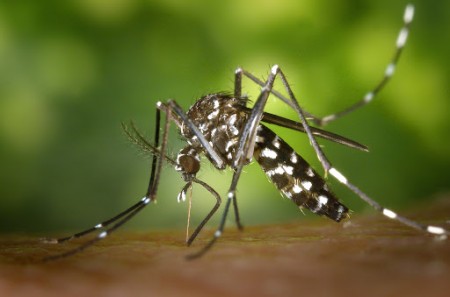 Segue em 718 o número de casos positivos de dengue este ano em Osvaldo Cruz