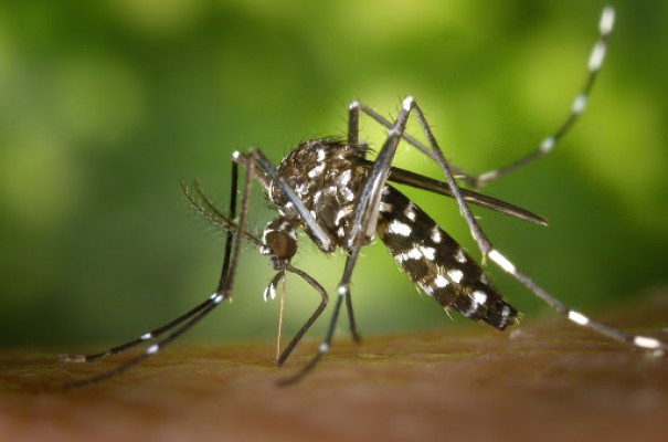 Segue em 718 o nmero de casos positivos de dengue este ano em Osvaldo Cruz