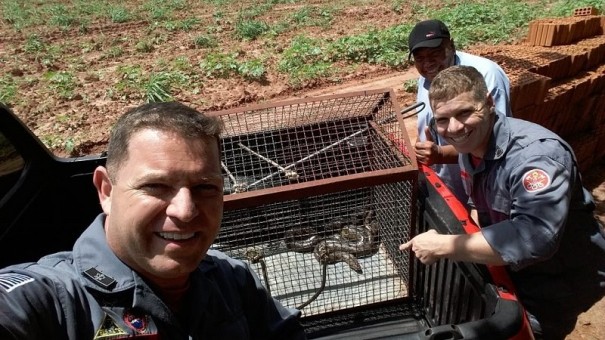 Jibia de aproximadamente dois metros  resgatada de propriedade rural em Salmouro