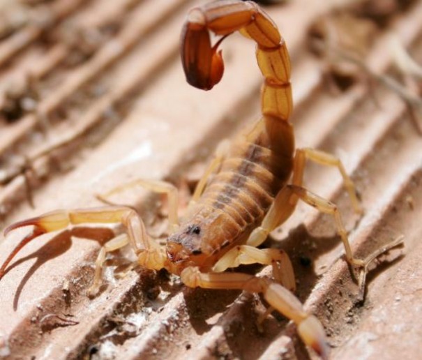 Criana de dois anos morre vtima de picada de escorpio em Flrida Paulista