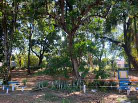 VocÃª RepÃ³rter: Moradores do Bairro Nelson Cavallini demonstram preocupaÃ§Ã£o com Ã¡rvore em risco de queda e cobram providÃªncias 