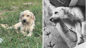 Protetoras denunciam suspeita de envenenamento de cÃ£es apÃ³s abandono coletivo em Adamantina