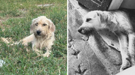 Protetoras denunciam suspeita de envenenamento de cÃ£es apÃ³s abandono coletivo em Adamantina