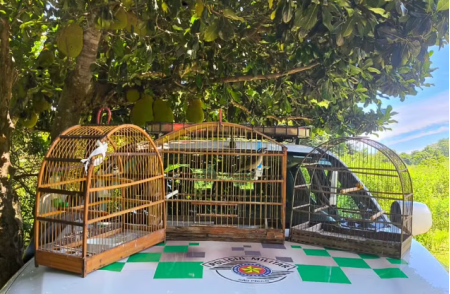 PolÃ­cia Ambiental ouve canto de aves silvestres e multa homem em R$ 1,5 mil no interior de SP