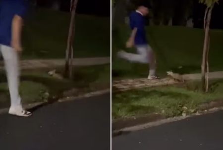 Jovem que agrediu SaruÃª em Prudente Ã© autuado em R$ 3 mil por maus tratos