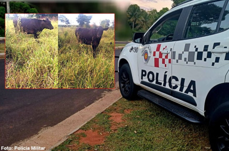 Vacas furtadas sÃ£o localizadas em propriedade rural de TupÃ£