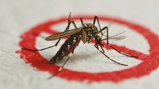 Novo Boletim Epidemiológico mostra que Osvaldo Cruz registra 12 casos positivos de dengue 