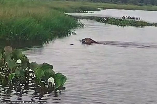 Vigilante flagra onça-pintada nadando no Rio Paranapanema no Parque do Morro do Diabo