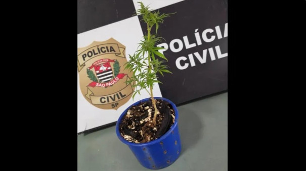Pé de maconha é apreendido em residência após pai procurar a polícia e denunciar cultivo feito pelo filho em Pirapozinho