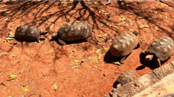 MP estabelece novos prazos para retirada de jabutis da Praça Euclydes Romanini, em Adamantina