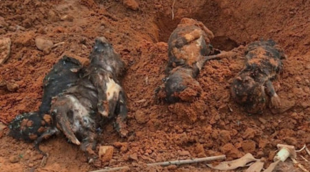 ApÃ³s flagrante de agressÃ£o a animais, buscas encontram 4 filhotes enterrados em imÃ³vel de Adamantina