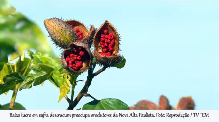 Baixo lucro em safra de urucum preocupa produtores da Nova Alta Paulista