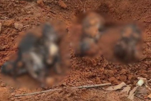 ONG de Proteção Animal de Osvaldo Cruz recebe cães retirados da guarda de homem acusado de matar e enterrar animais em Adamantina