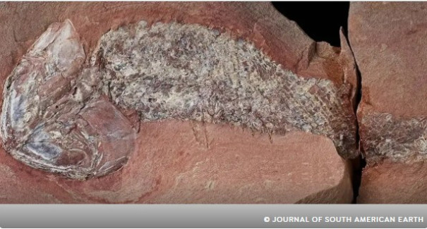Estudo mostra fóssil de peixe pré-histórico encontrado em Mato Grosso