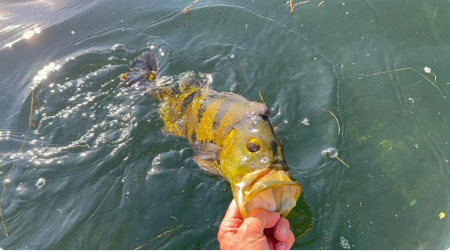 FiscalizaÃ§Ã£o apreende mais de 1 mil metros de redes de pesca armadas irregularmente no Rio ParanÃ¡, em Presidente EpitÃ¡cio