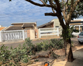 Prefeitura de OC realiza poda preventiva de Ã¡rvores em ruas contempladas pelo programa de recapeamento
