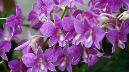 Casa da Mulher de OC abre inscriÃ§Ãµes para curso gratuito de manejo e cultivo de orquÃ­deas