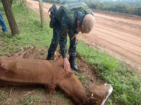 PolÃ­cia ambiental resgata 5 cavalos em situaÃ§Ã£o de maus tratos e encontra potro morto em Haras de Osvaldo Cruz