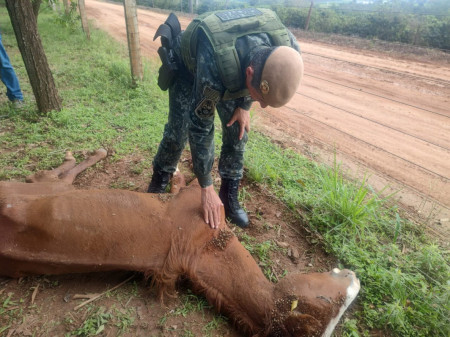 PolÃ­cia ambiental resgata 5 cavalos em situaÃ§Ã£o de maus tratos e encontra potro morto em Haras de Osvaldo Cruz
