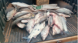 PolÃ­cia Ambiental multa trio em R$ 5,7 mil por pesca predatÃ³ria no Salto Botelho em LucÃ©lia