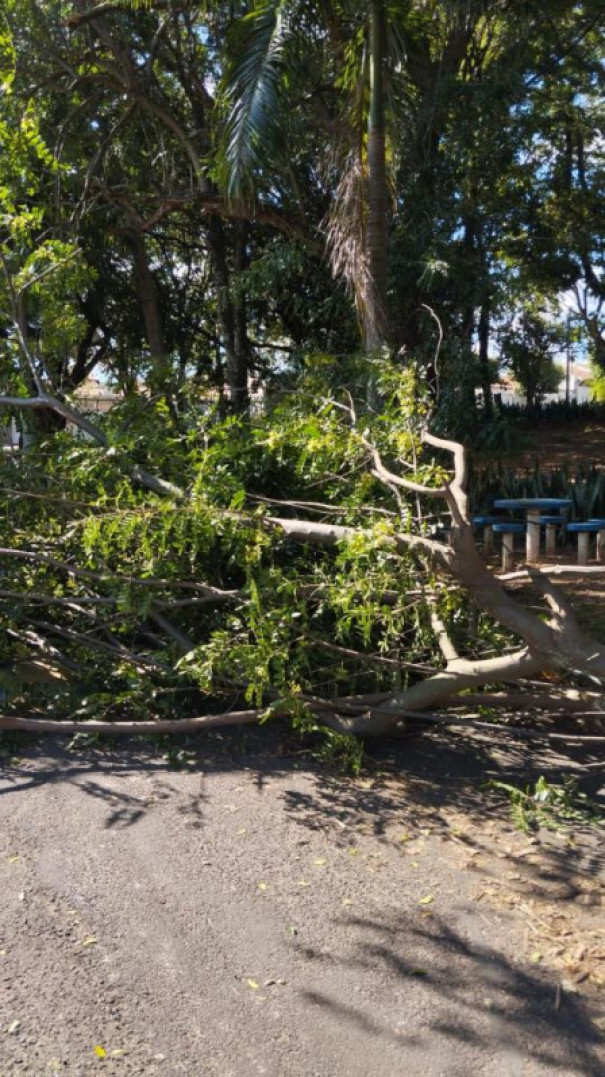 Defesa Civil atende queda de galho em via pública e investiga suspeita de interferência externa
