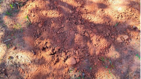Em Prudente, casal Ã© preso pela PolÃ­cia Civil por ocultar e destruir cadÃ¡ver de bebÃª