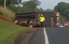 Carreta carregada com bovinos tomba na Rodovia Assis Chateaubriand