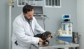 MutirÃµes de castraÃ§Ã£o gratuita percorrem 12 cidades do Oeste Paulista em abril; veja o cronograma