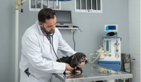 MutirÃµes de castraÃ§Ã£o gratuita percorrem 12 cidades do Oeste Paulista em abril; veja o cronograma